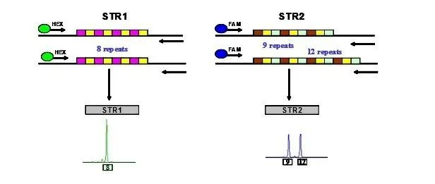 森貝伽生物：STR鑒定，為您的細胞提供身份證明